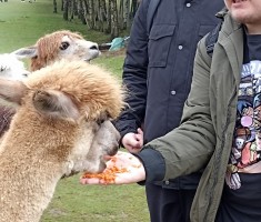 Powiększ zdjęcie alpaki wcinają marchewkę