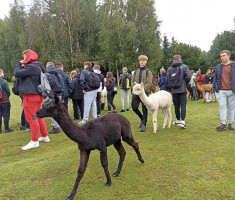 Powiększ zdjęcie spacer z alpakami