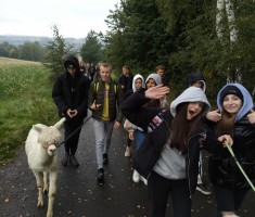 Powiększ zdjęcie spacer z alpakami