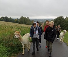 Powiększ zdjęcie spacer z alpakami