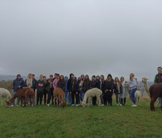 Przejdź do - Spacer z alpakami