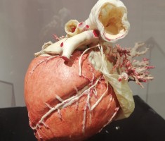 Powiększ zdjęcie Serce wykonane przez pracowników Plastinarium