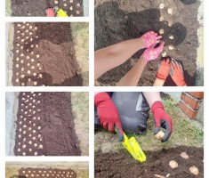 Powiększ zdjęcie Wysadzanie cebulek kwiatów w kolorach flag Polski i Ukrainy