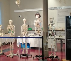 Powiększ zdjęcie Szkielety ludzkie wykonane w Plastinarium