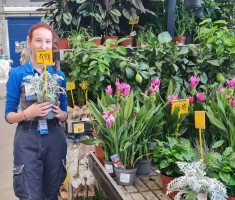 Powiększ zdjęcie Uczennica podczas praktyk na dziale ogrodniczym