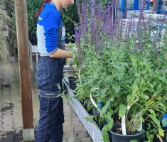 Powiększ zdjęcie Uczennica podczas praktyk na dziale ogrodniczym