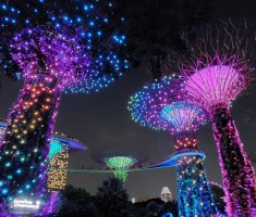 Powiększ zdjęcie Zdjęcie przedstawia Gardens by the bay w Singapurze