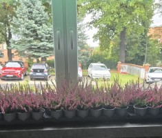 Powiększ zdjęcie Wrzosy pozyskane za elektorśmieci