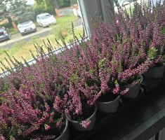 Powiększ zdjęcie Wrzosy pozyskane za elektorśmieci