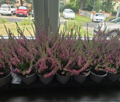 Powiększ zdjęcie Wrzosy pozyskane za elektorśmieci