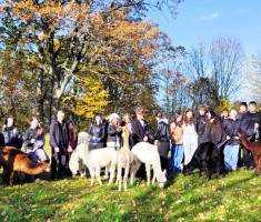 Powiększ zdjęcie Spacer z alpakami