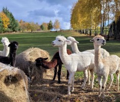 Powiększ zdjęcie Dzień z alpakami