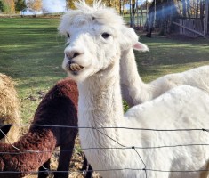 Powiększ zdjęcie Dzień%20z%20alpakami