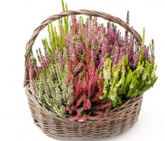 Powiększ zdjęcie Koszyk%20z%20wrzosami
