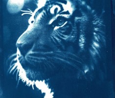 Powiększ zdjęcie Cyjanotypia-warsztaty fotograficzne