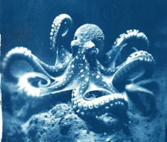 Powiększ zdjęcie Cyjanotypia-warsztaty fotograficzne