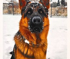 Przejdź do - Wyniki Konkursu z okazji Miesiąca Dobroci dla Zwierząt