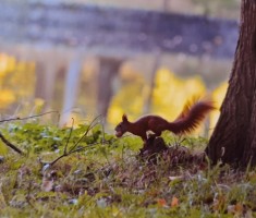 Powiększ zdjęcie II miejsce w konkursie Nasze zwierzęta