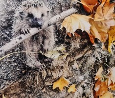 Powiększ zdjęcie III miejsce w konkursie Nasze zwierzęta