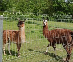Powiększ zdjęcie mały zwierzyniec przy hotelu