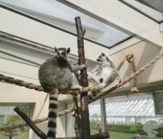 Powiększ zdjęcie Palmiarnia Książa - Pan Lemur