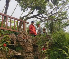 Powiększ zdjęcie Palmiarnia Książa