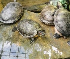 Powiększ zdjęcie Palmiarnia Książa