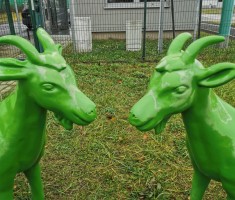 Powiększ zdjęcie Stały element krajobrazu Poznania - koziołki - przed Zajezdnią 