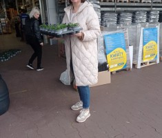 Powiększ zdjęcie Otrzymane bratki