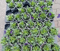 Powiększ zdjęcie Bratki za elektrośmieci