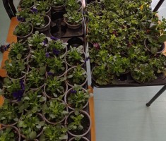 Powiększ zdjęcie Bratki pozyskane dla szkoły