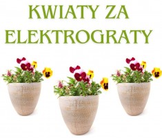 Powiększ zdjęcie Bratki%20w%20doniczkach