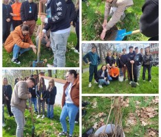 Powiększ zdjęcie Sadzenie drzew