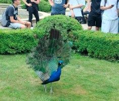 Powiększ zdjęcie Vojanovy Sady w Pradze