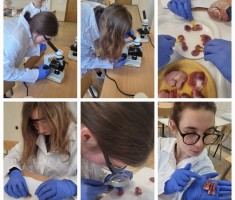 Przejdź do - Warsztaty praktyczne z anatomii i fizjologii ptaków