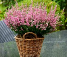 Przejdź do - Akcja "Kwiaty za elektrograty" 