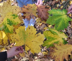 Powiększ zdjęcie Dzień Krajobrazu