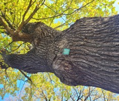 Powiększ zdjęcie Dzień Krajobrazu