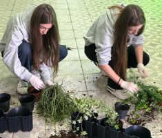 Powiększ zdjęcie zdjęcie do  artykułu o ogrodach wertykalnych