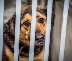 Przejdź do - Akcja charytatywna na rzecz Schroniska dla Zwierząt Małych w Dłużynie Górnej