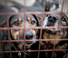 Przejdź do - Akcja charytatywna na rzecz Schroniska dla Zwierząt Małych w Dłużynie Górnej